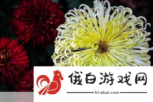 后面菊花开过和没开过的区别＂菊花盛开与凋谢