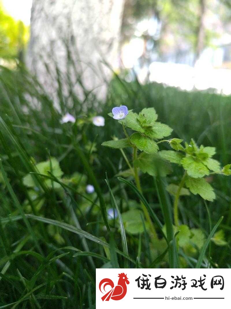 芳草有萋萋