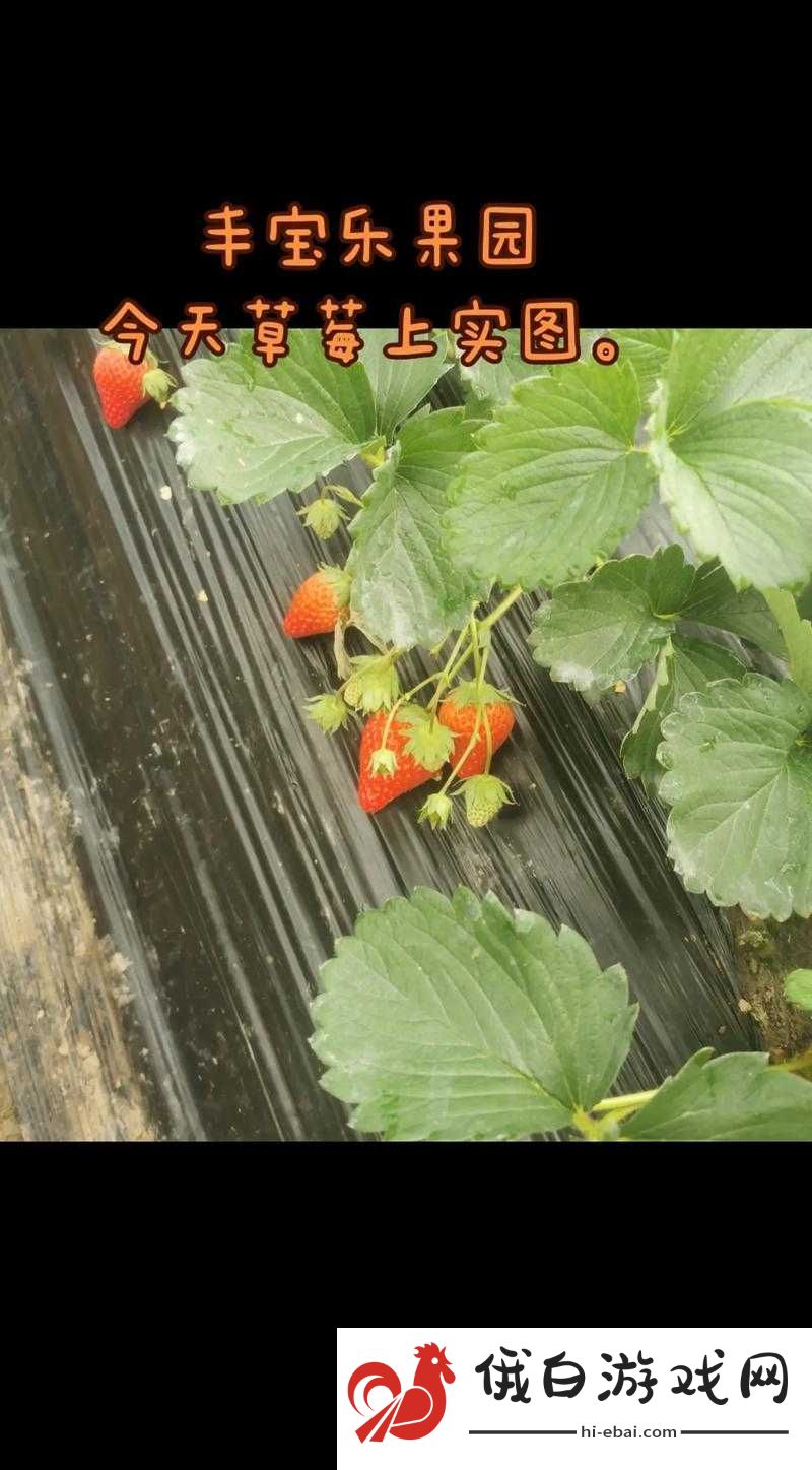 草莓视频入口在线站