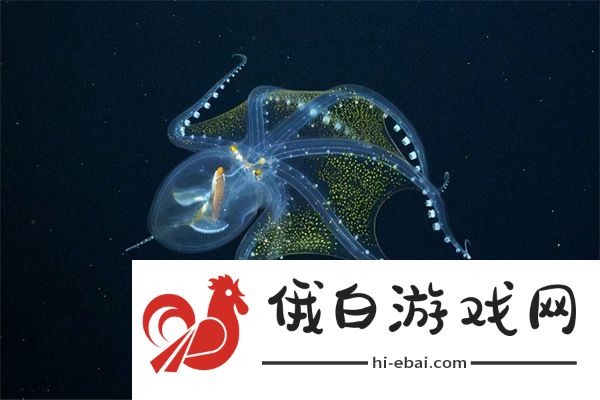 神奇海洋12月27日答案2024